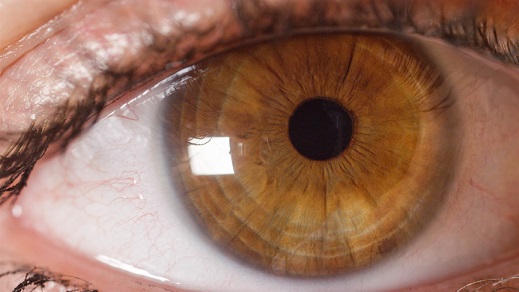 The Very Best 30 Amber Eyes Facts 2023